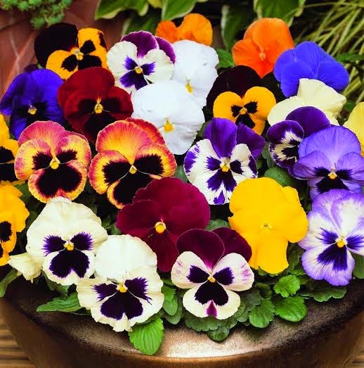 Hạt giống Hoa Pansy (Hoa Viola) mix màu - Gói 15 hạt