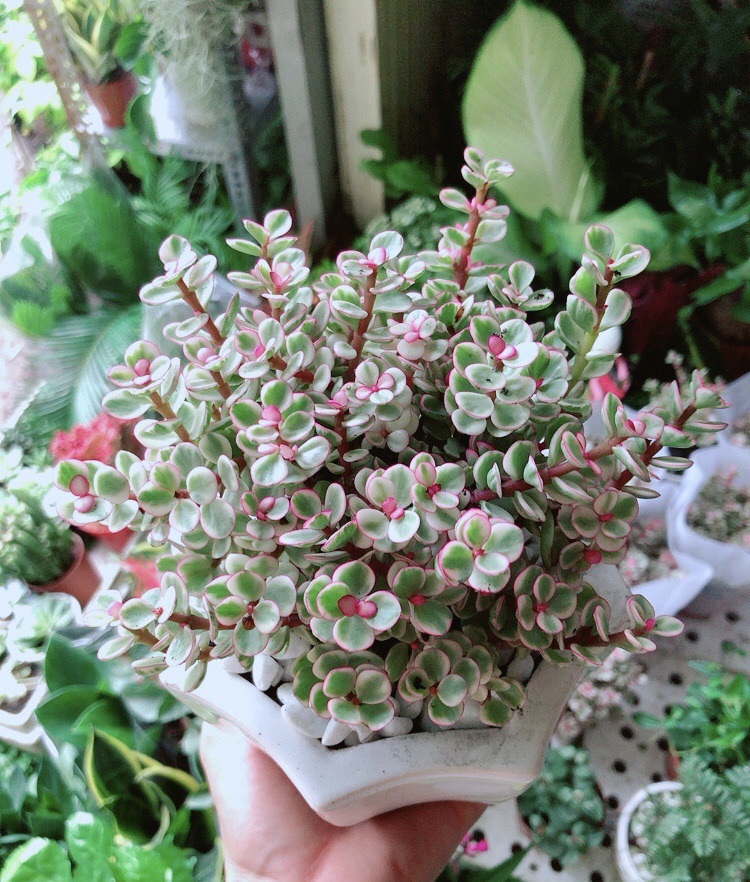 [HCM]Chậu Cây Cành Vàng Lá Ngọc