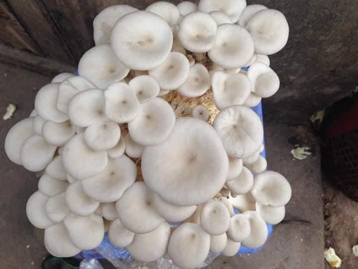 Nấm Bào ngư và Nấm Sò (Combo 2 Bào ngư, 1 Sò)