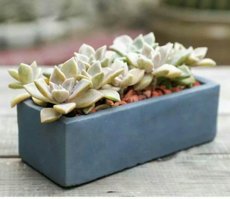 Chậu xi măng(trắng,xám) mini trồng xương rồng,sen đá(1chậu chữ nhật,không cây).