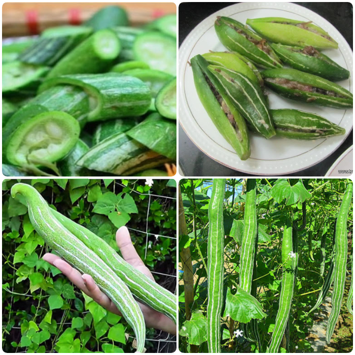 hạt giống quả lặc lè ( mướp mèo - quả lặc lè)