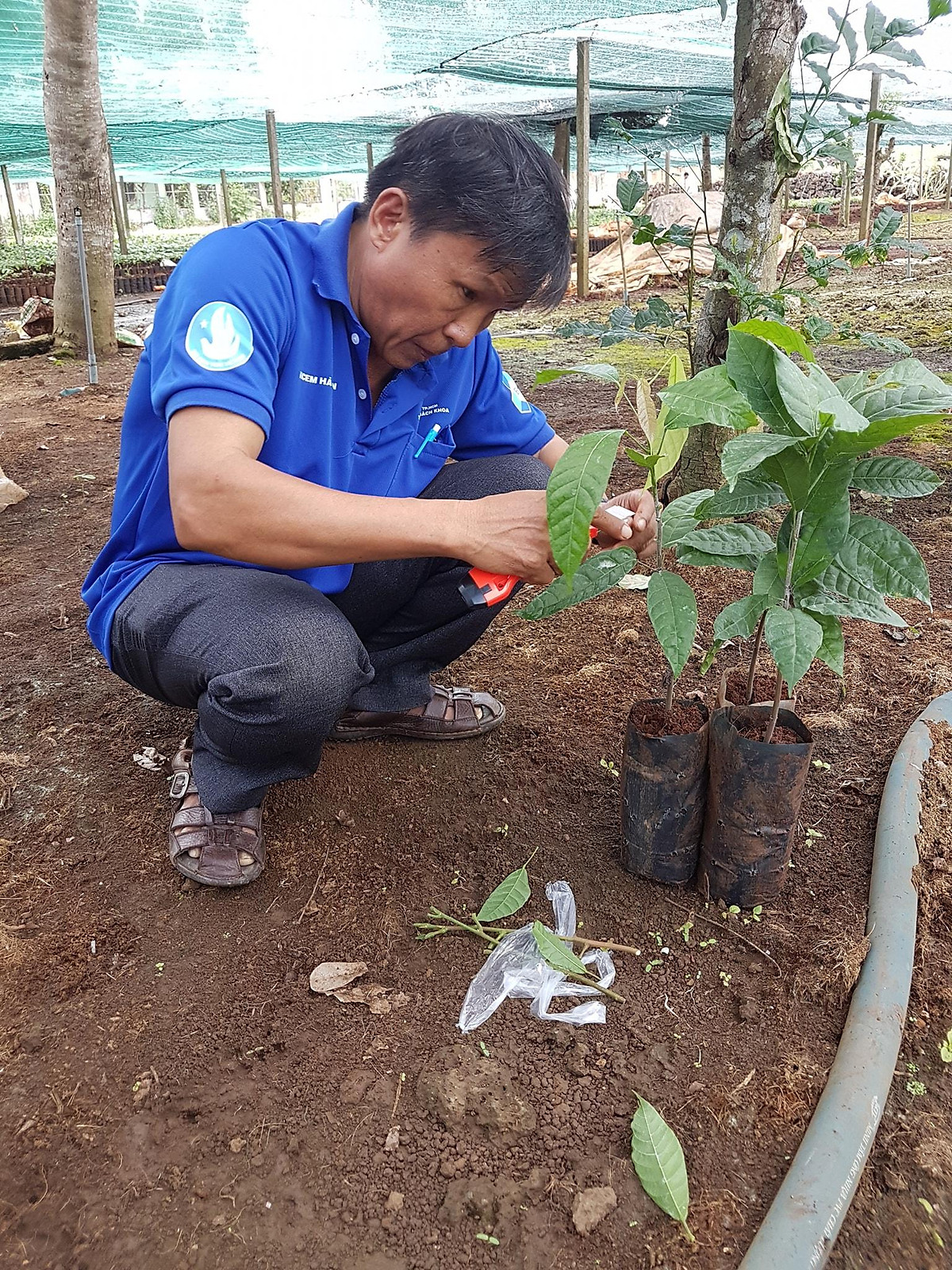 Cây giống Ca Cao ( cho trái sớm)