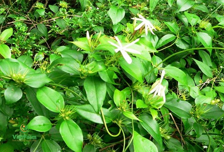 lá chè vằng tươi 1kg