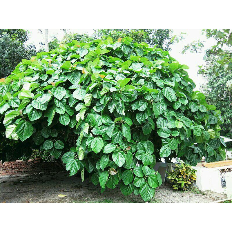 Cây Vả mật giống lá to( Sung vả ) Cây Đã Có Quả