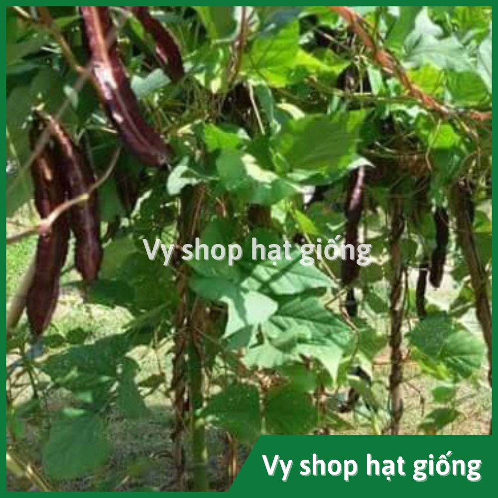 Hạt giống đậu rồng tím (đậu khế) Thái Lan gói 10 hạt
