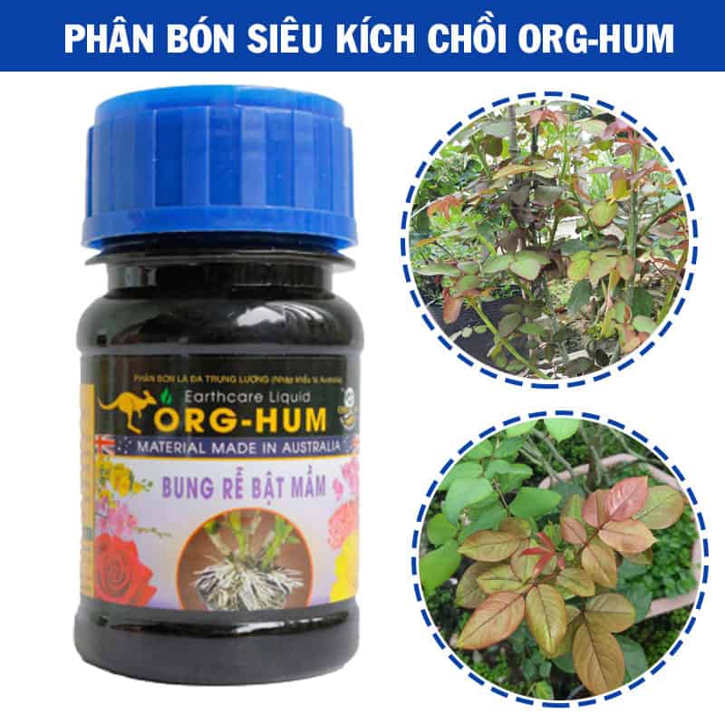 Combo Phân Bón Chăm Sóc Hoa Hồng Sau Ra Hoa