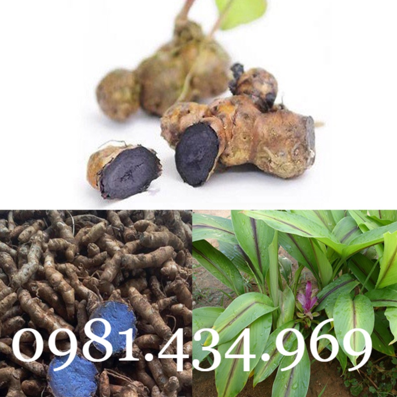 Nghệ Đen Tươi 01KG CHUẨN Tốt mới