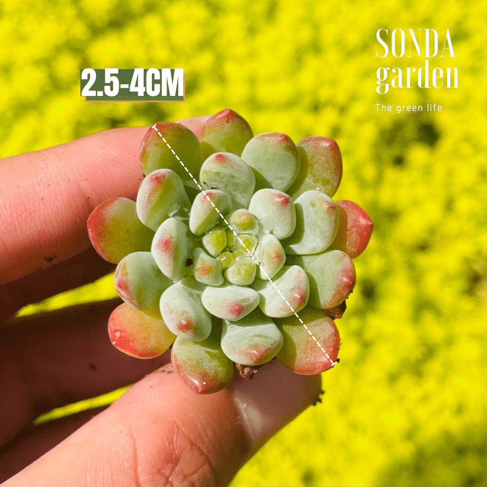 SEN ĐÁ HOÀNG HÔN SIZE MINI LỖI 1 ĐỔI 1