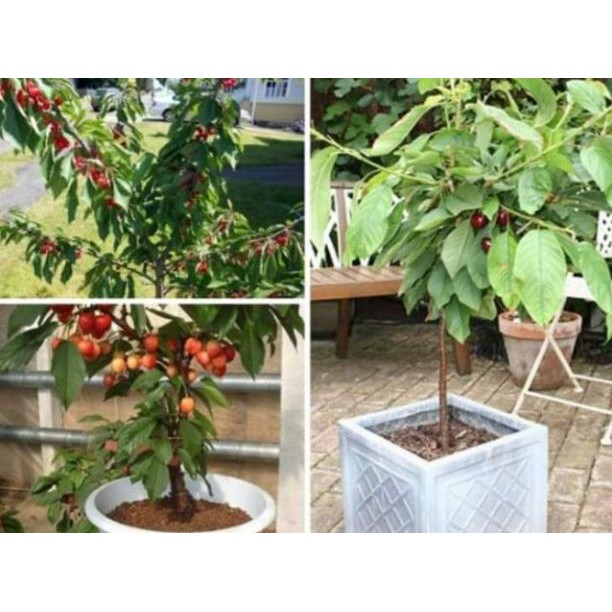 sản phẩm CÂY GIỐNG CHERRY BRAZIL