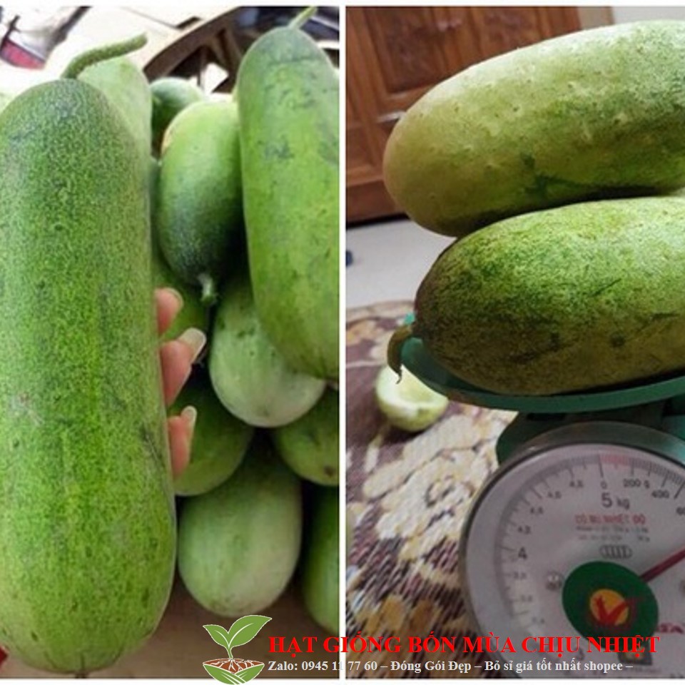 271A Dưa ChuộT MèO ( Quả To ) 10 Hạt