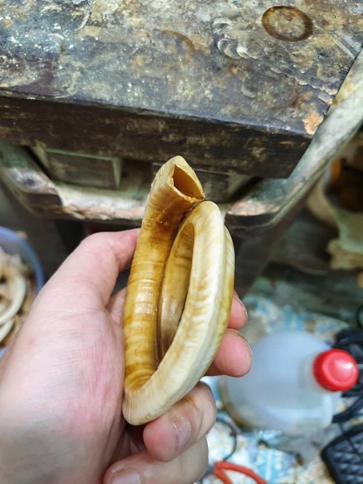 vòng tay nanh heo
