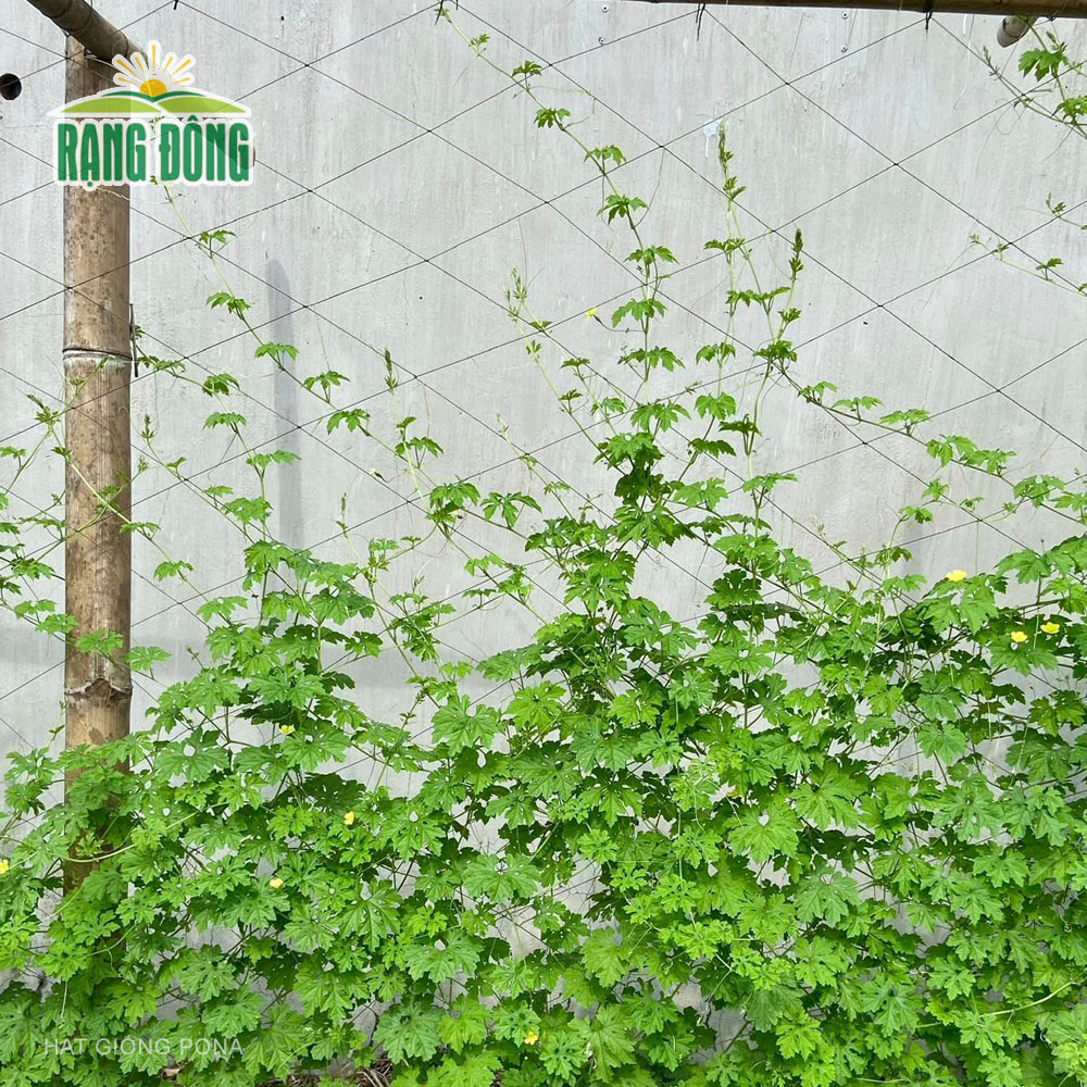 Hạt giống Khổ qua rừng RADO 52 (1g) - Hạt giống Rạng Đông