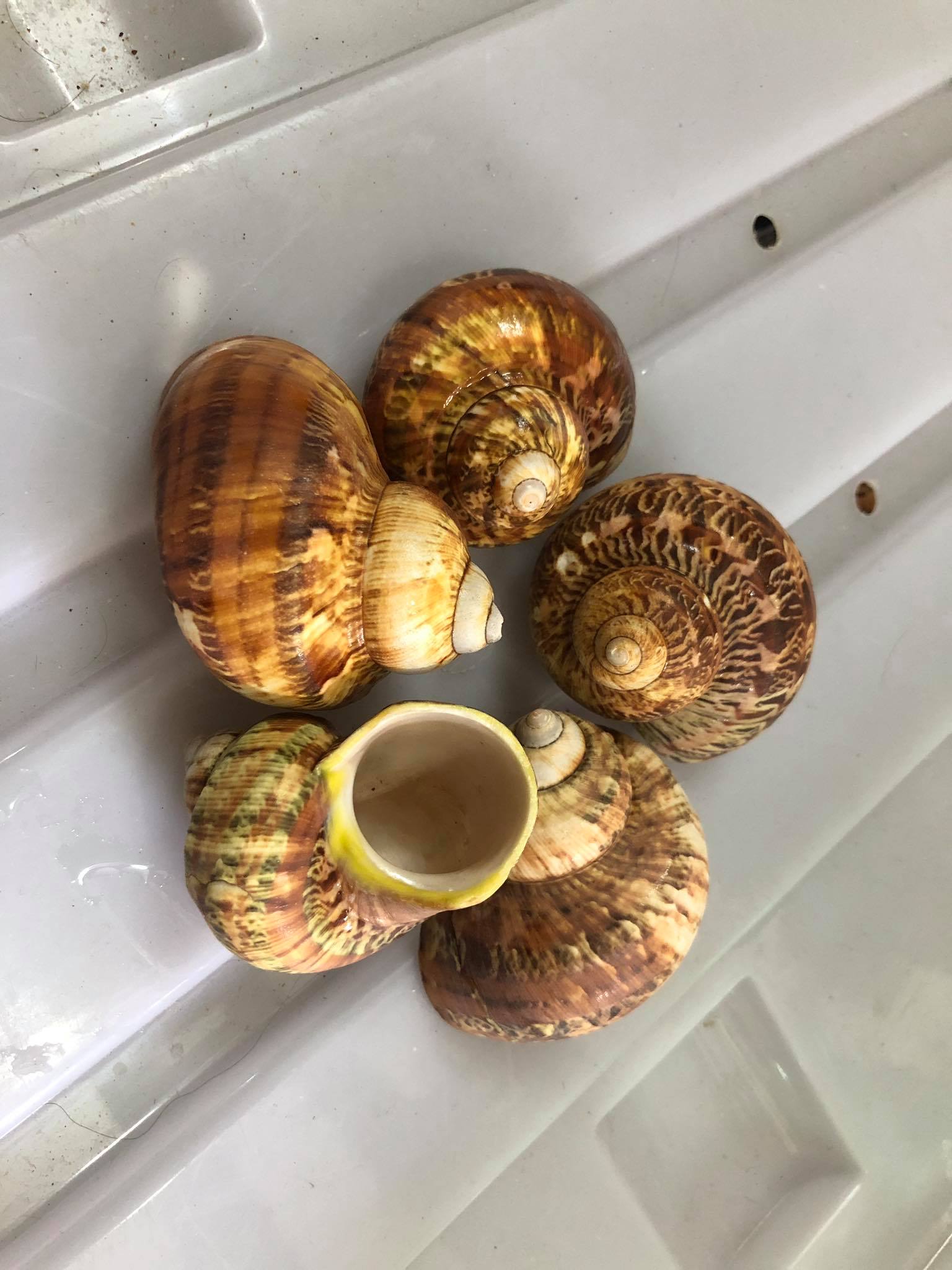 Mô hình giấy giày cho bé