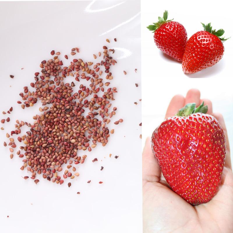 Giant strawberry seeds
