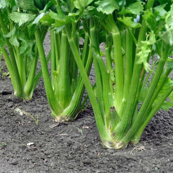 Hạt Giống Cần Tây Bẹ To (326) 5gr