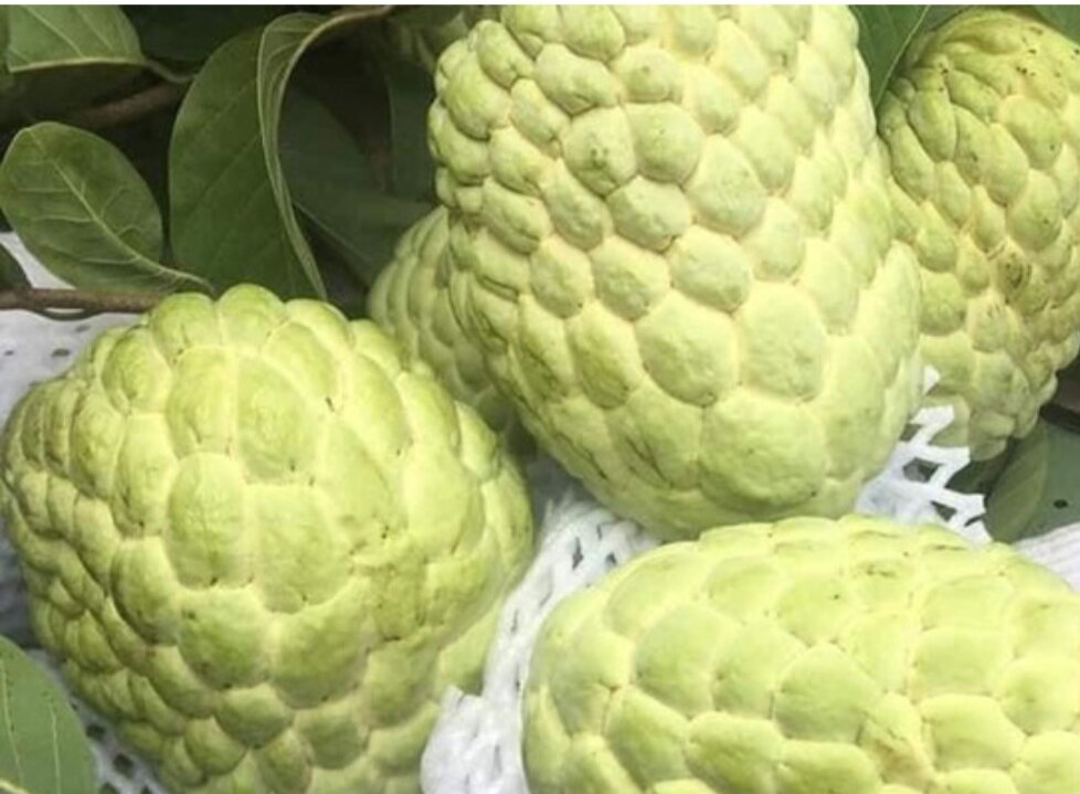 Cây na thái ( mãng cầu na thái)