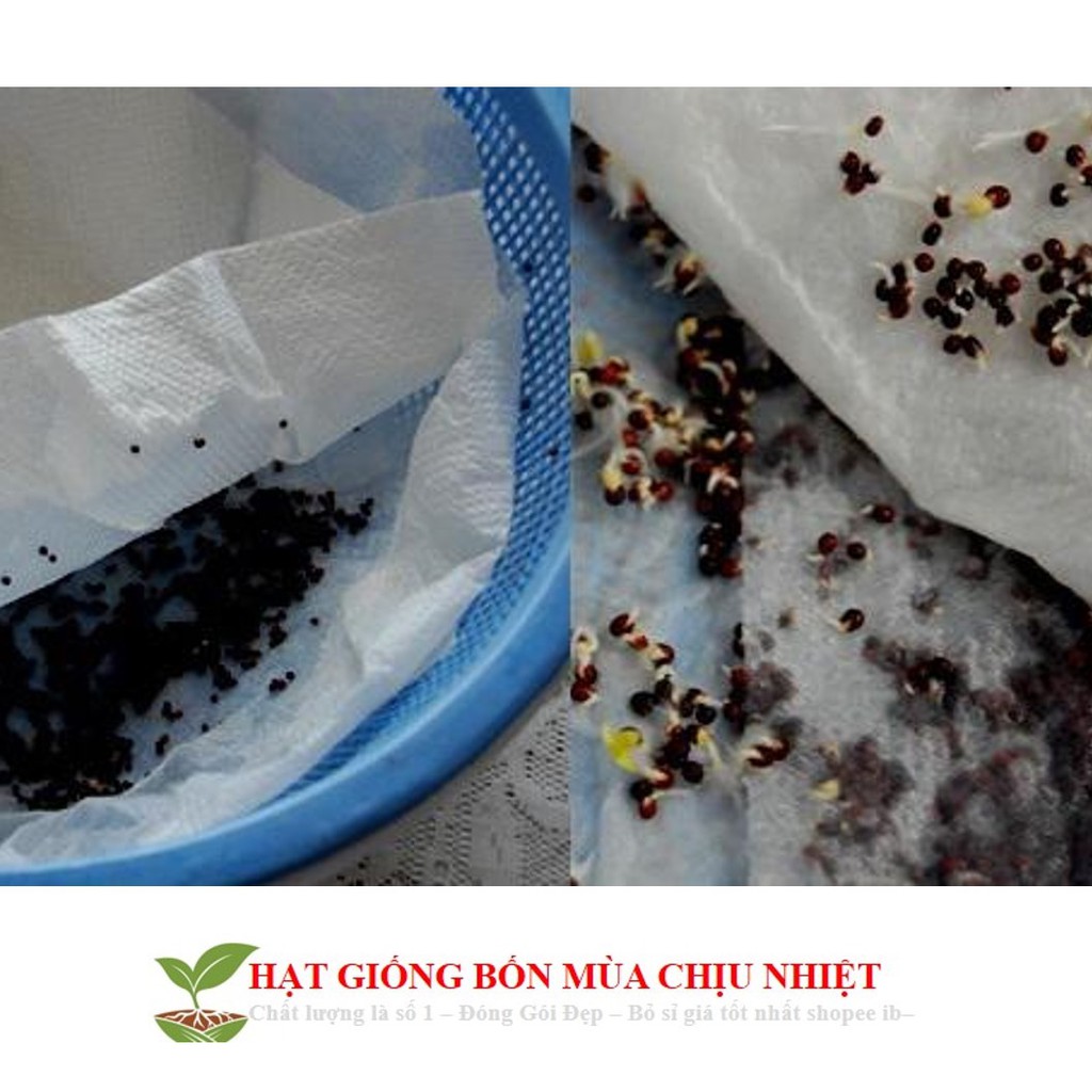 HG1D HẠT GIỐNG DÂU TÂY VÀNG 50H