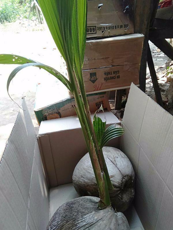 CÂY GIỐNG DỪA SÁP ĐẶC RUỘT