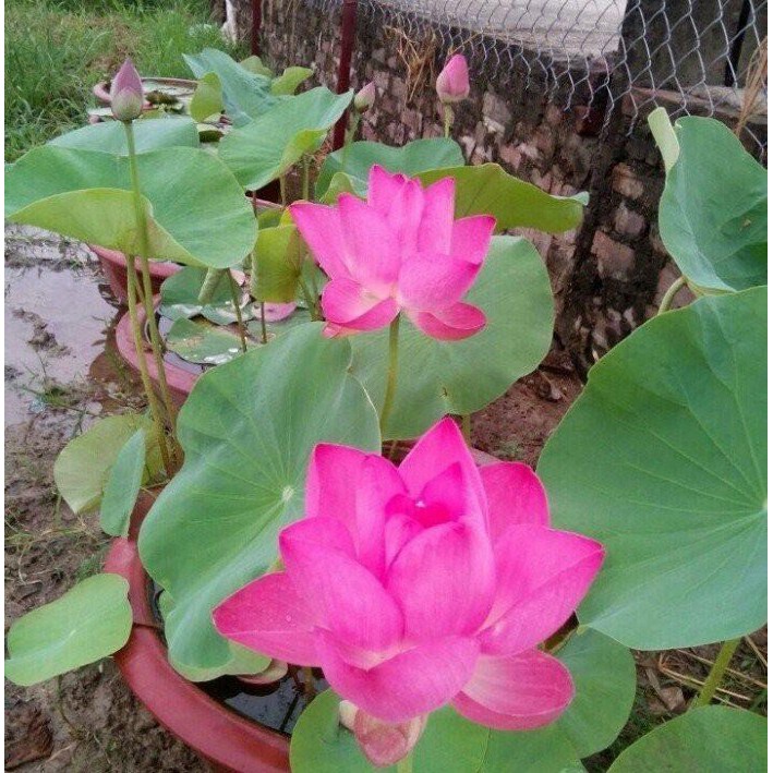 1 Hạt Giống Hoa Sen Nhật Mini