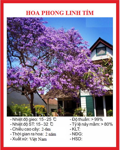 Hạt Giống Cây Hoa Phong Linh Tím - Gói 10 hạt