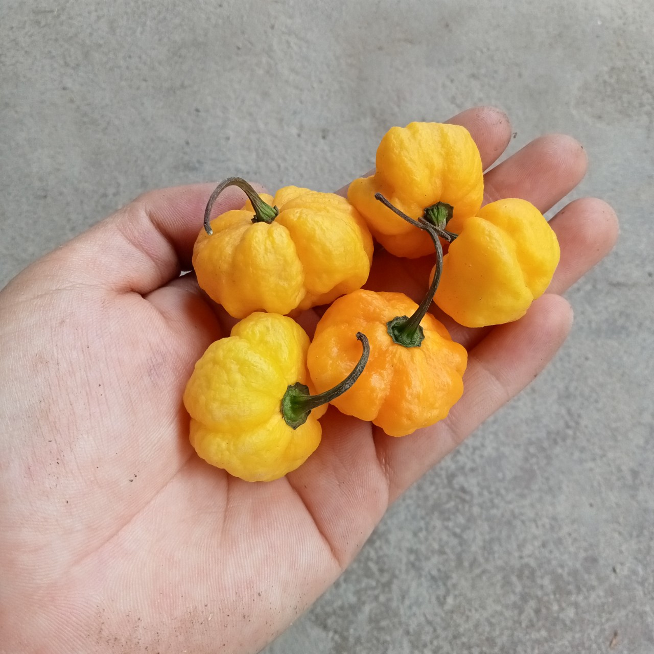 5 Hạt Ớt Scoth Bonnet Yellow