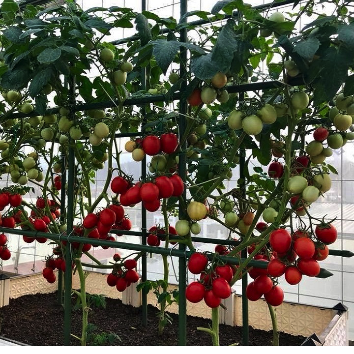 Gói 20 hạt giống cà chua trứng thái chịu nhiệt - hạt giống F1 Thái