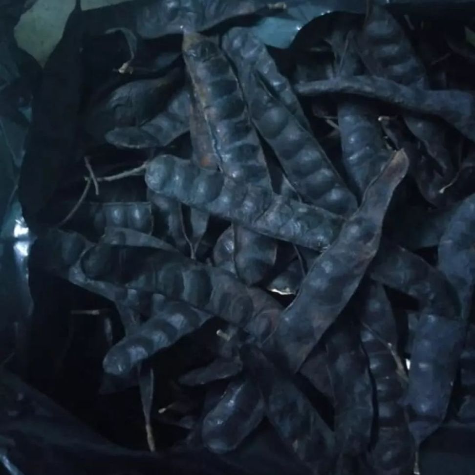 trái bồ kết khô 500g