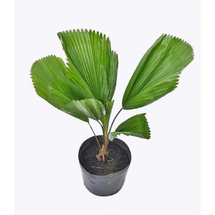 Cây kè Nhật ( cọ Nhật )