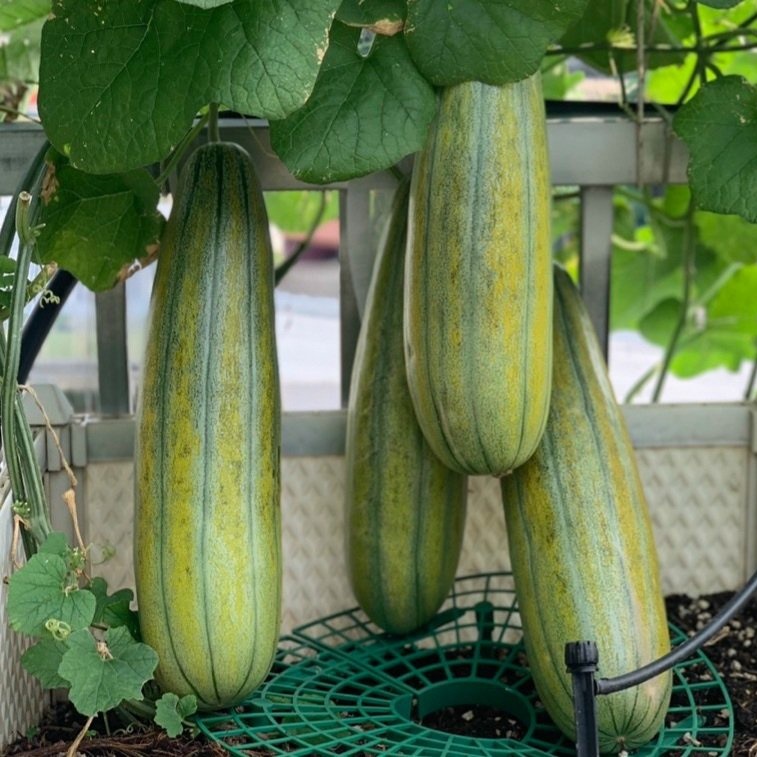 Hạt giống Dưa bở - Dưa gang cao sản VTP24 | Vạn Tín Store