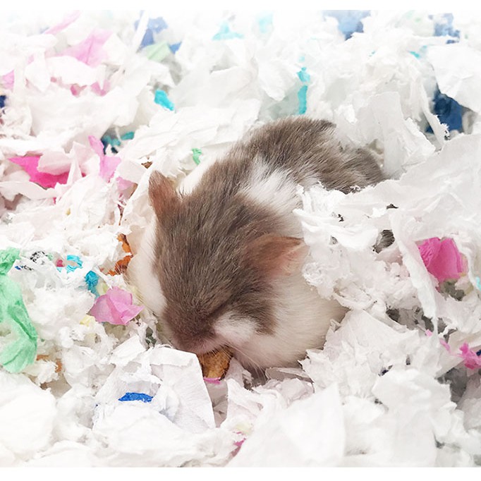 [Hoàn tiền 10%]Giấy Lót Chuồng Carno Cho Hamster - Gói 50G