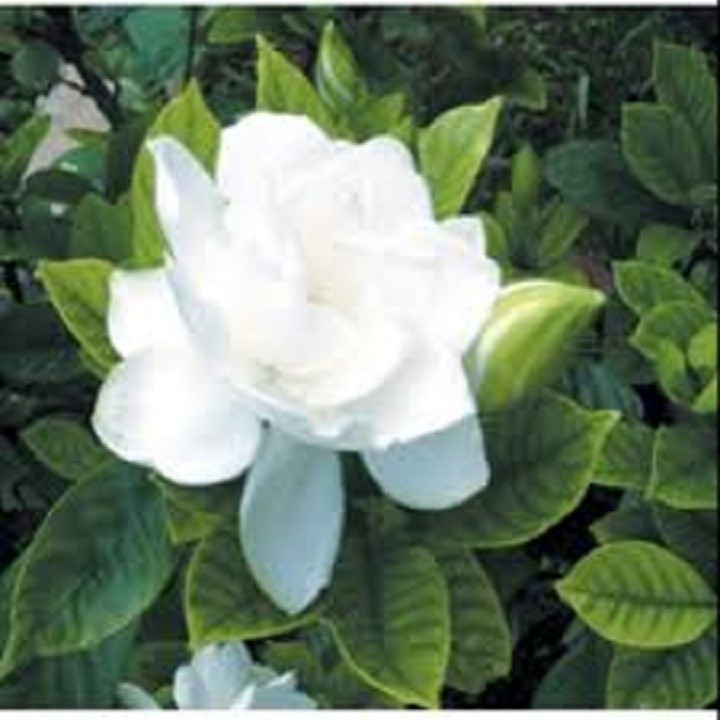 Chậu Bạch Thiên Hương to, đẹp, giá rẻ + Tặng 2 Cây Quế Giống