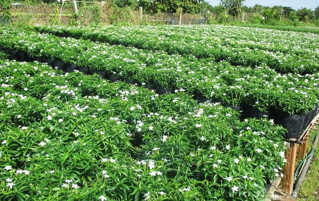 Chậu hoa mai vạn phúc