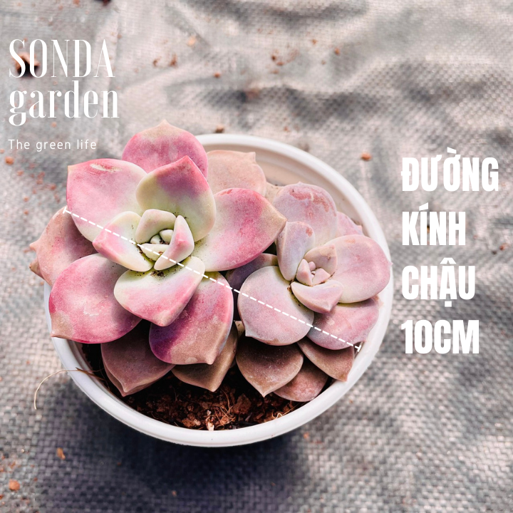 SEN ĐÁ HỒNG MẬP SIZE TRUNG BÌNH KHOẺ ĐẸP LỖI 1 ĐỔI 1