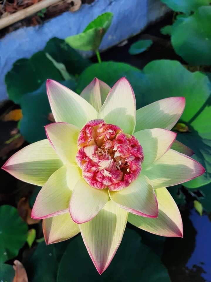 Củ Sen Thái Giống- Ra Hoa Sau 1 Tháng trồng