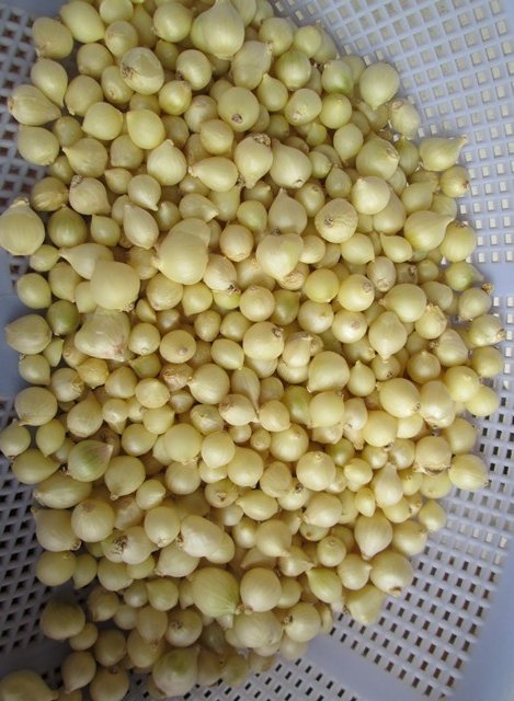 Củ Nén (Hành Tăm) tươi [200g]