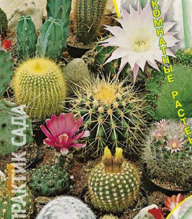 Hạt giống cây hoa xương rồng mix ( 20 hạt/gói )