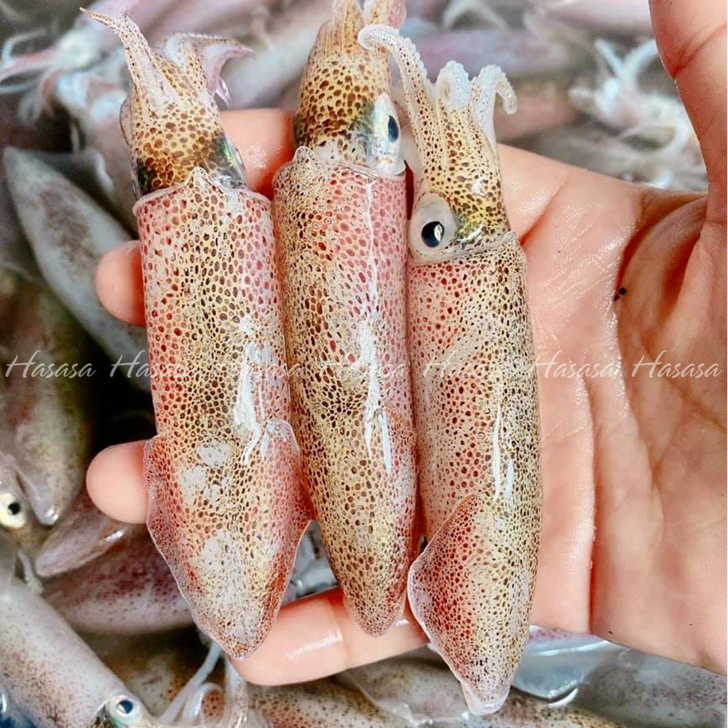 Mực sữa Phan Thiết - vỉ 500gram ( 15-20con/500gram)