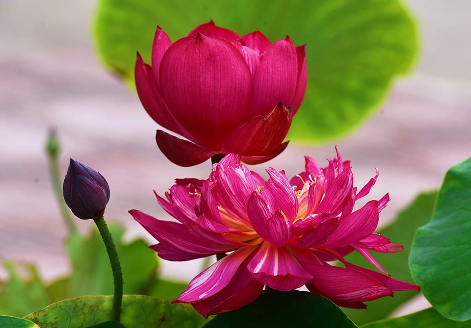 Gói Hạt Giống Sen Bách Diệp ( Đã Mài Đầu Hạt )