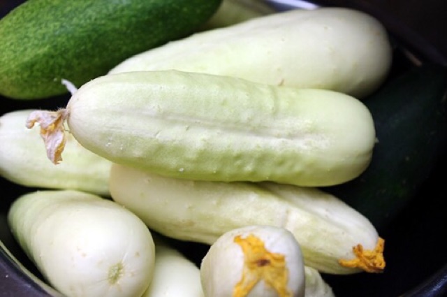 (80-100 hạt) - Hạt giống dưa chuột trắng nhập khẩu