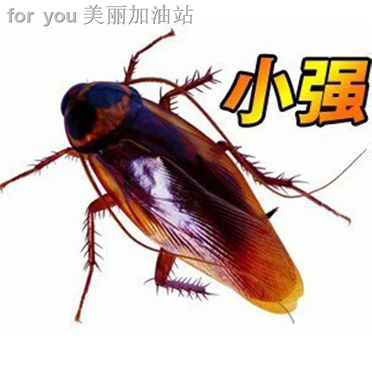 Combo 10 con gián giả nhựa dẻo 5.5cm