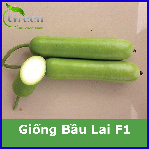 Hạt Giống Bầu Lai F1 Nảy Mầm Tốt, Trồng Quanh Năm