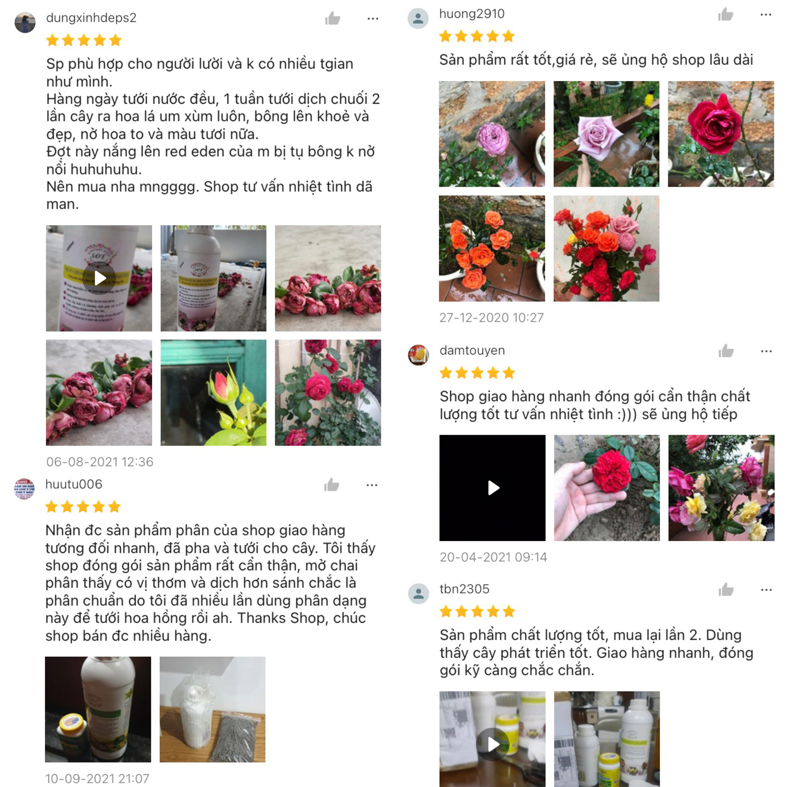 Dịch chuối trứng sữa SOF, Phân bón hoa hồng, hoa lan, cây cảnh...