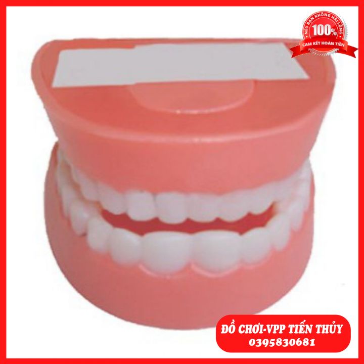 Mô hình hàm răng dạy bé vệ sinh răng miệng