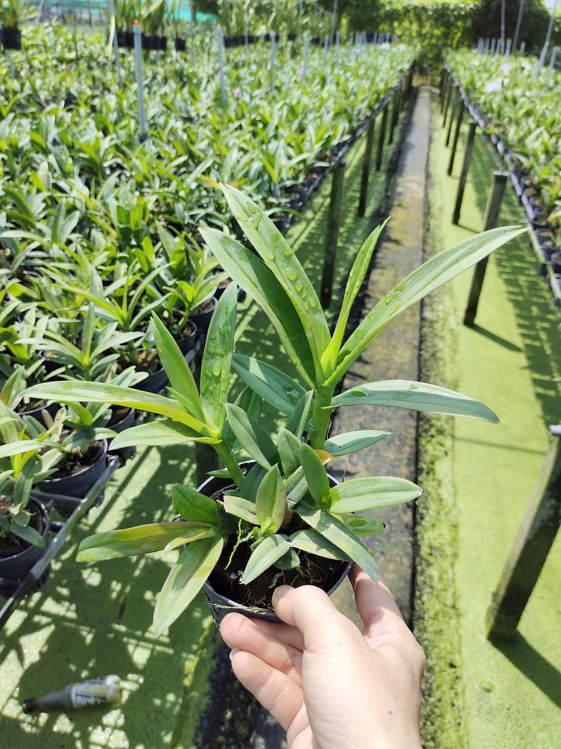 Mini Yaya F10