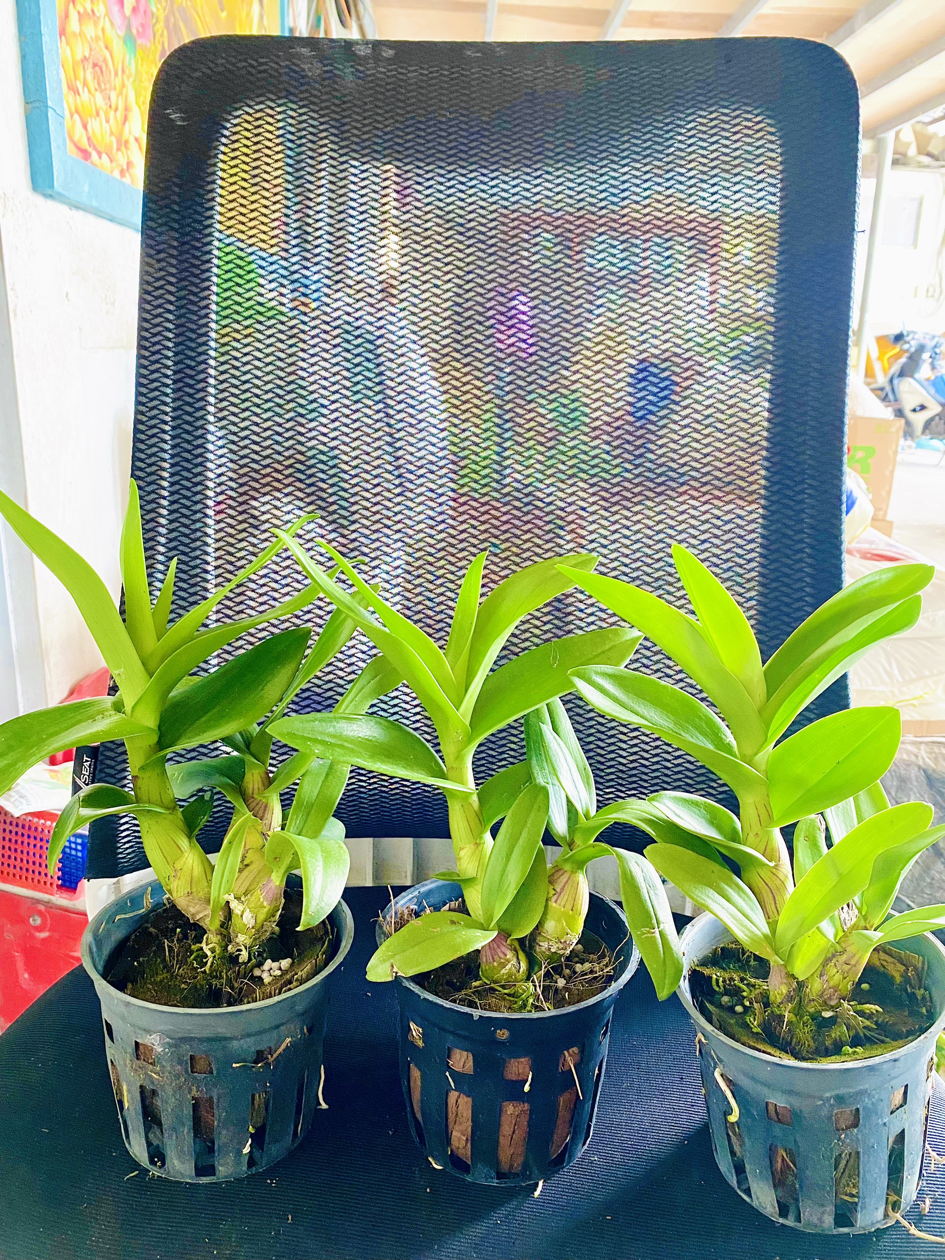 Hoa Lan Nắng Nhật