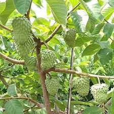 Cây na thái ( mãng cầu na thái)