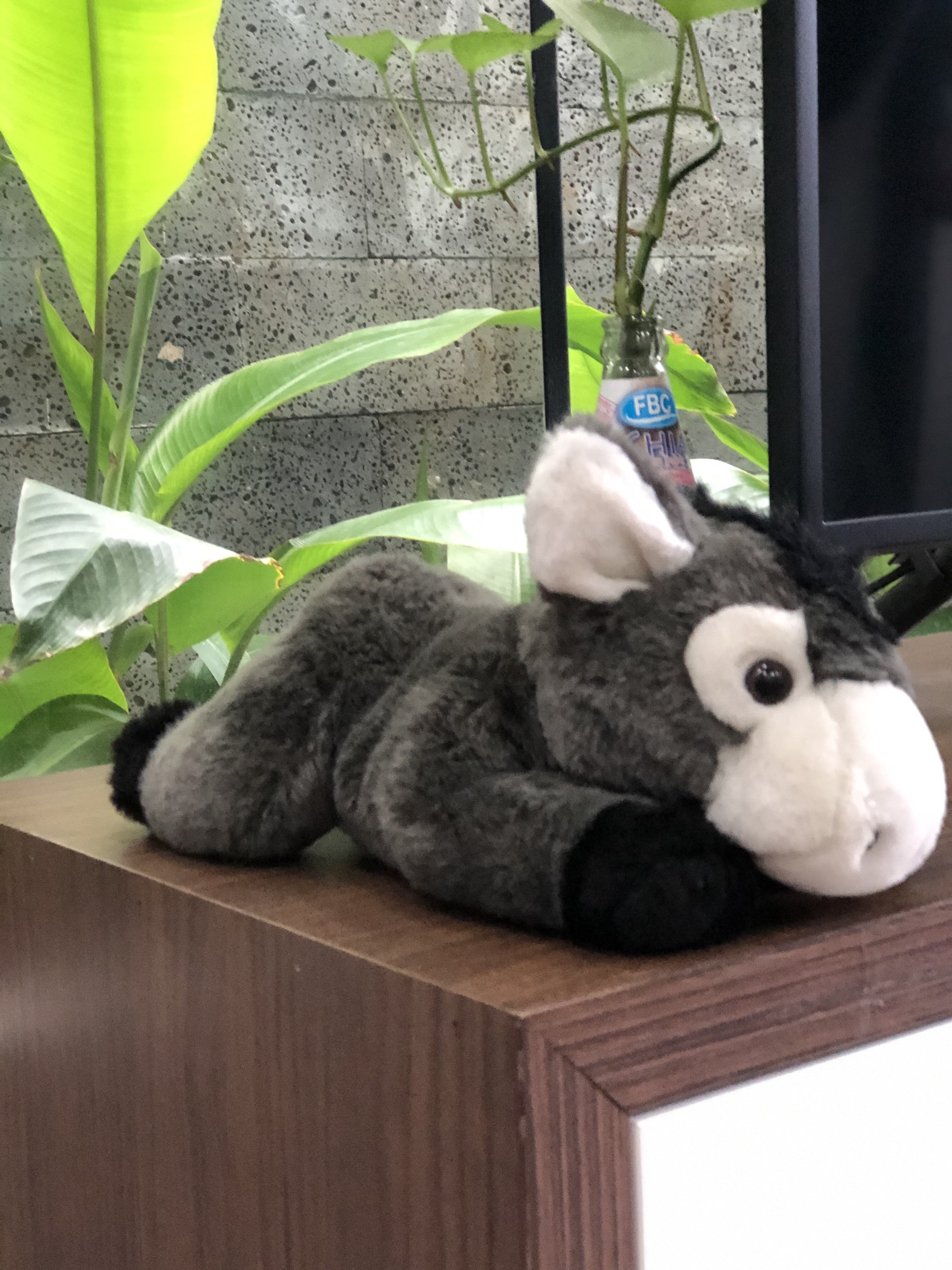 Chú Lừa Donkey
