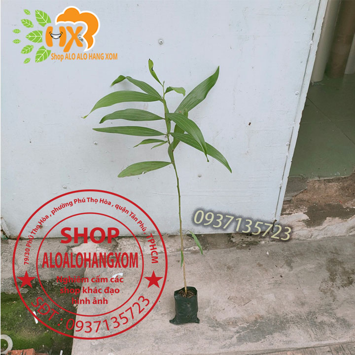 cây tràm lai cây giống -combo 50 cây
