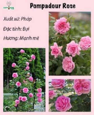 3 bầu hoa hồng leo Pompadour Pháp thơm nức