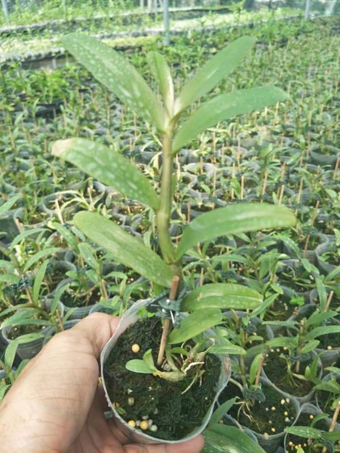 Hoa phong lan châu như lưỡi bệt